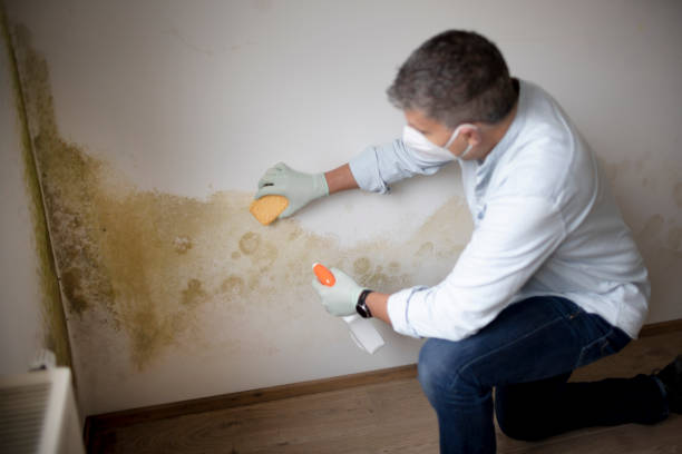 Best Crawl Space Mold Remediation  in Edgewood, IN