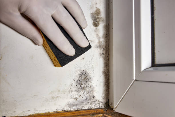 Best Emergency Mold Remediation  in Edgewood, IN